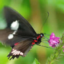 Gap Year Conservation Projects in Costa Rica