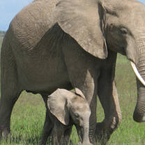 Study Abroad in Kenya with Holbrook Travel