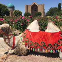 Camel, Shymkent, Kazakhstan 