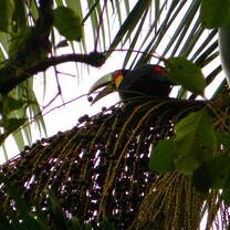 Toucan
