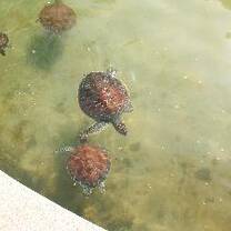 Turtles in Indonesia