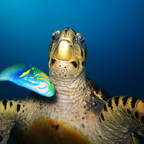 Sea Turtle and Cleaner Wrasse fish underwater on our reefs