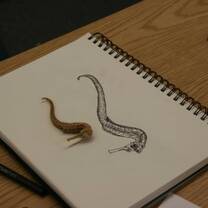 The Sea Semester Illustration Lab