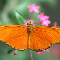 orange butterfly on flowers