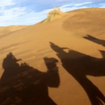 camel shadows in sand dunes