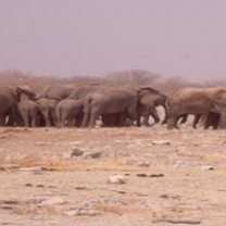 Elephants in Namibia