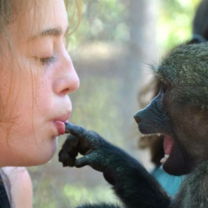 volunteering with baboons in South Africa