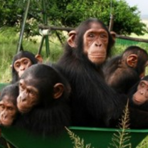 chimpanzees in wheelbarrow