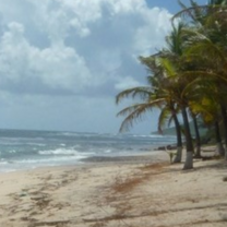 beach and palm trees in Guadaloupe