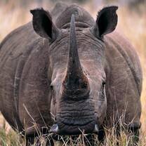 Rhino and elephant conservation in South Africa