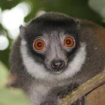 Moidjio C.R.C.A.D. volunteer programs with lemurs off the coast of East Africa