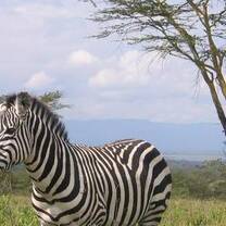Zebra in the wild of Kenya