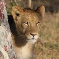 Lioness in Zambia