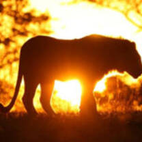 Lion conservation program in Zimbabwe