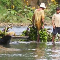 Transporting bananas across the river in the Philippines