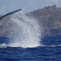 Volunteer abroad in Comoros this year with Moidjio C.R.C.A.D.