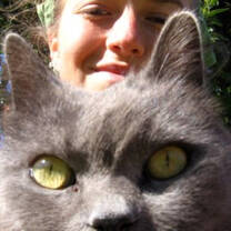 Cat looking at the camera