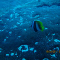 Marine Conservation in Mozambique