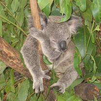 A Queensland, Australia local