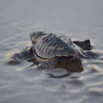 Turtle Refufe, Nosara Costa Rica