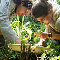 Sustainable agriculture volunteering in Brazil
