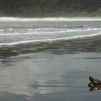 Releasing Sea Turtles
