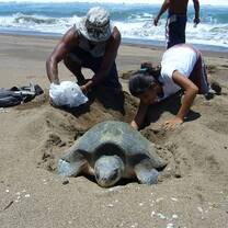 Sea Turtle Nesting Costa Rica