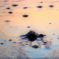 turtles entering the ocean for the first time