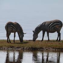 Volunteer in Kenya with Projects Abroad