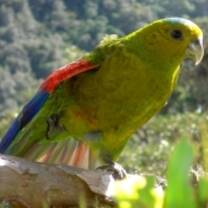Wildlife in Colombia
