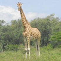 Projects Abroad Teen Volunteer Program in Kenya