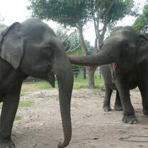 Elephants in Thailand