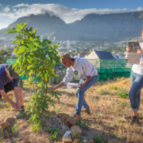 volunteers planting trees