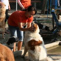 Volunteers spending time with dogs in Thailand