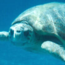 Turtle swimming under water
