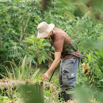 Agroforestry 2
