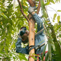 Agroforestry 