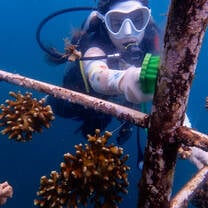 Scrub that algae