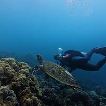 Turtle
