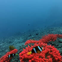 Clown fish