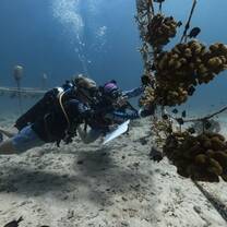Learn how to collect underwater data with Gili Shark Conservation!
