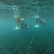 Coral bleaching survey 