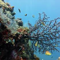 Reef