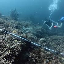 Turtle interrupting survey 
