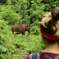 Elephant Conservation volunteer in action 