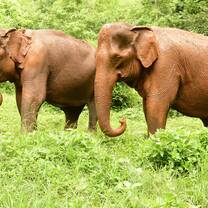 Some of the elephants in the reserve captured together