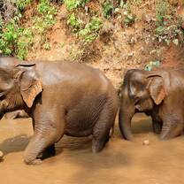 Elephants in the reseve spotted taking a bath