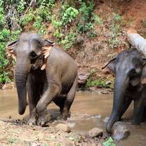 Elephants in the forest reserve taking a dip