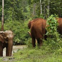 Volunteers tracking the elephants in the forest reserve