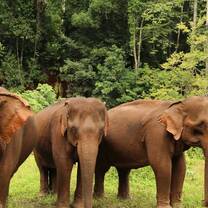 Some of the elephants in the reserve captured together